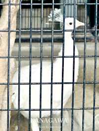 横浜にありながら無料の動物園【神奈川/桜木町】