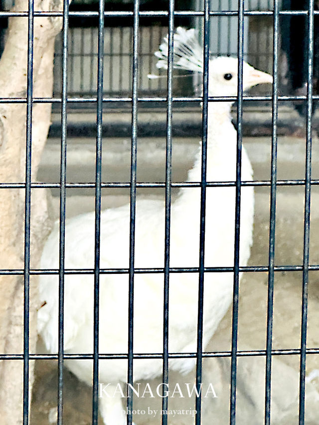 横浜にありながら無料の動物園【神奈川/桜木町】