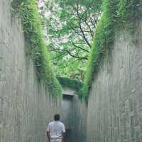 Fort Canning Park Tree Tunnel 
