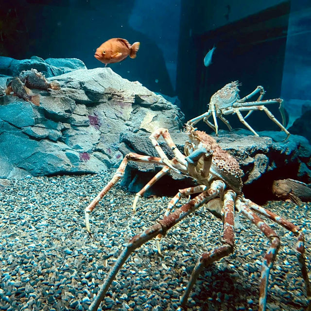 大阪海遊館-全球最大規模的水族館，有觀賞與教育意義