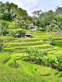 Embracing Nature at Ceking Rice Terrace