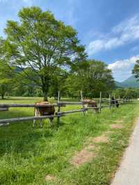 【戸隠】戸隠にある最強牧場🐮🔥