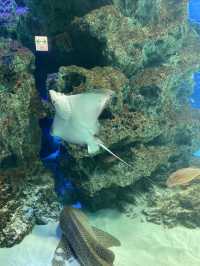 【池袋】屋上にある天空水族館🐟