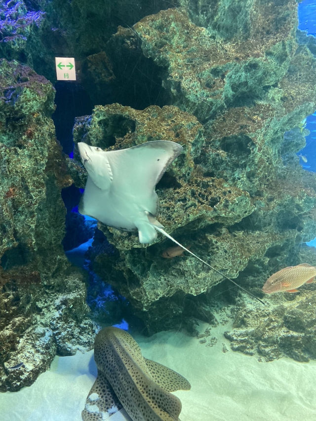 【池袋】屋上にある天空水族館🐟