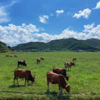 🌾伊香保綠色牧場🌾山上草原中與牛共舞🐄🌾