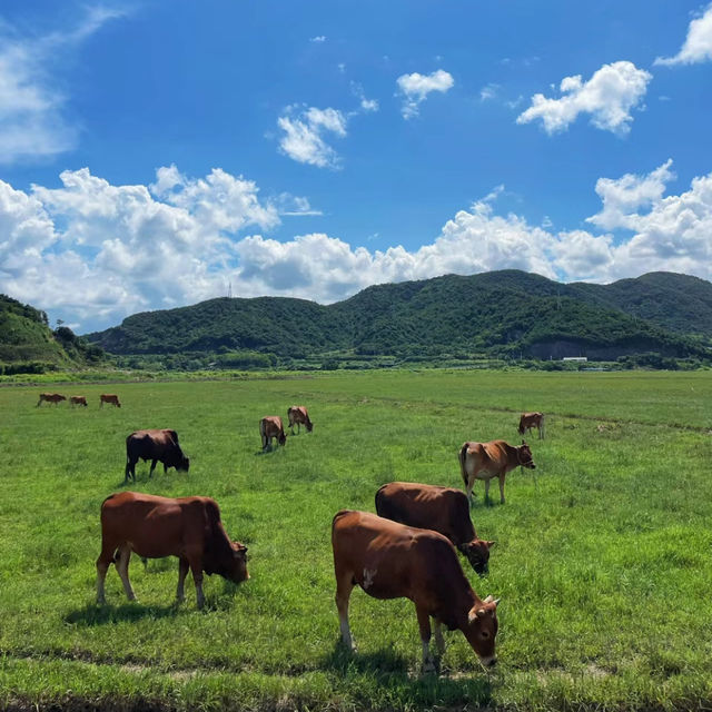 🌾伊香保綠色牧場🌾山上草原中與牛共舞🐄🌾