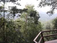 รับลมชมวิว จิบกาแฟ บนต้นไม้ใหญ่ 🌳☕️