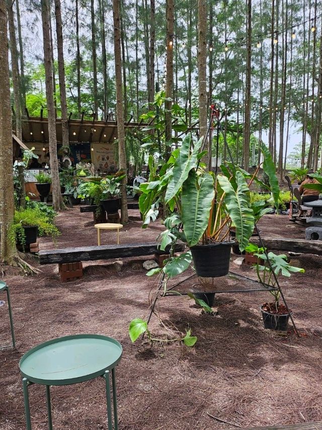 Phupha Coffee Camp ภูผา คอฟฟี่ แค้มป์