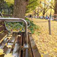 金色秋影🍂明治神宮外苑的銀杏之美✨