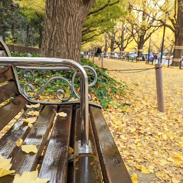 金色秋影🍂明治神宮外苑的銀杏之美✨