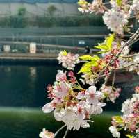 Cherry blossooms 🌸 in Tokyo.
