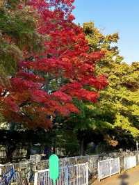 Autumn Colors in Sapporo 🍂🍁