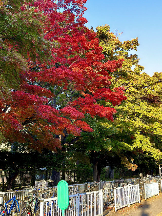 Autumn Colors in Sapporo 🍂🍁