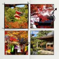 聖福寺：秋意盎然🍂