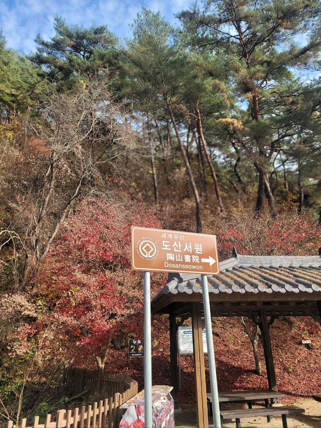 가을에 꼭 가봐야할 안동의 대표적인 문화유산🤎