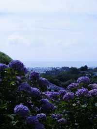 名古屋愛知縣：紫陽花之里