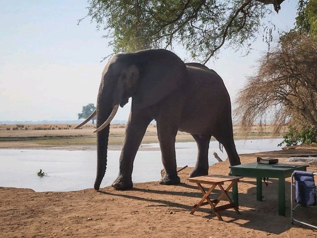 Mana Pools National Park: A Wilderness Like No Other