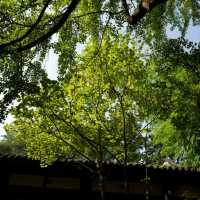 Vibrant Serenity at Wu Hou Shrine in October