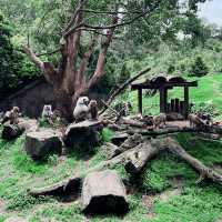 【NZ】オークランドの動物園🐱