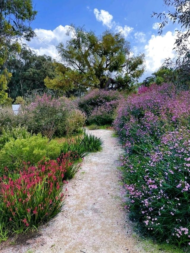 Kings Park and Botanic Garden, the most visited park in Perth.🌿🦆🌼🍃🦋🌳