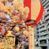 西公園，粉紅浪漫櫻花谷中野餐
