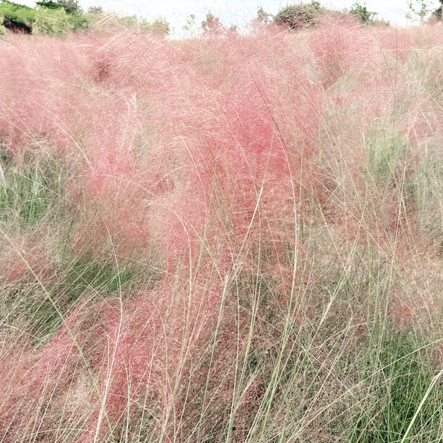週日浪漫花海🌷深圳陌上花園