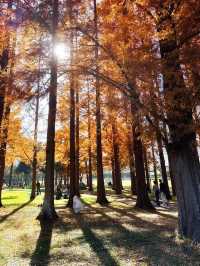 景點推薦：水元公園——東京秘境紅葉地