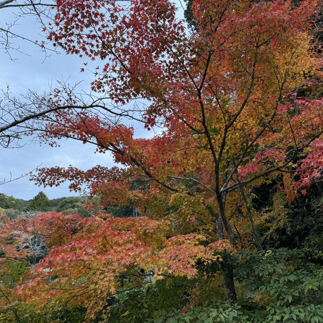 紅葉最佳觀賞點