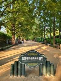 메타세콰이어와 맨발산책도 즐기는 담양여행지