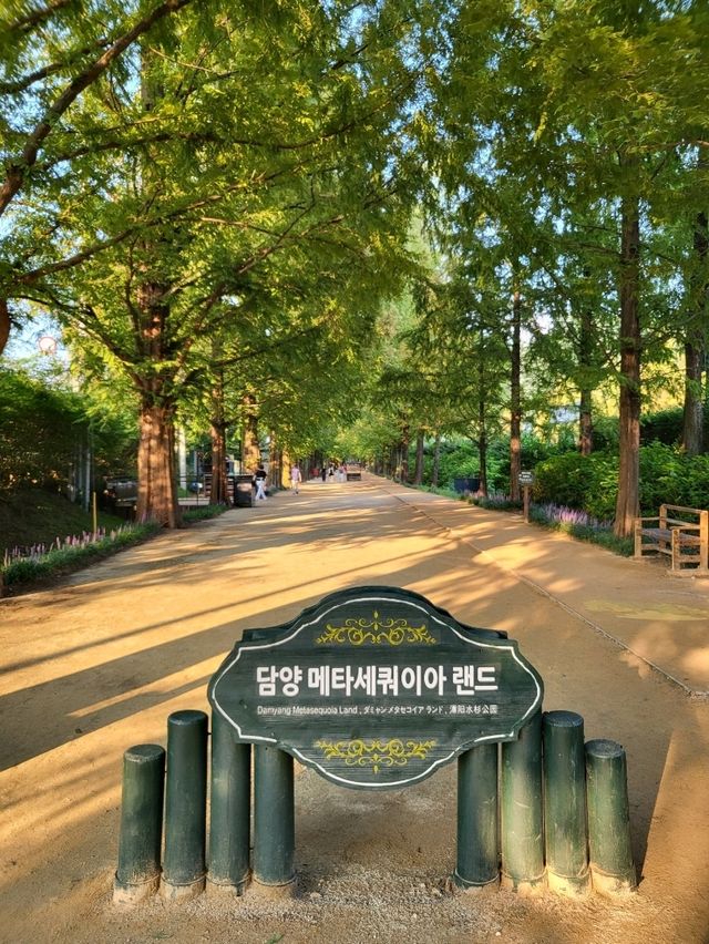 메타세콰이어와 맨발산책도 즐기는 담양여행지