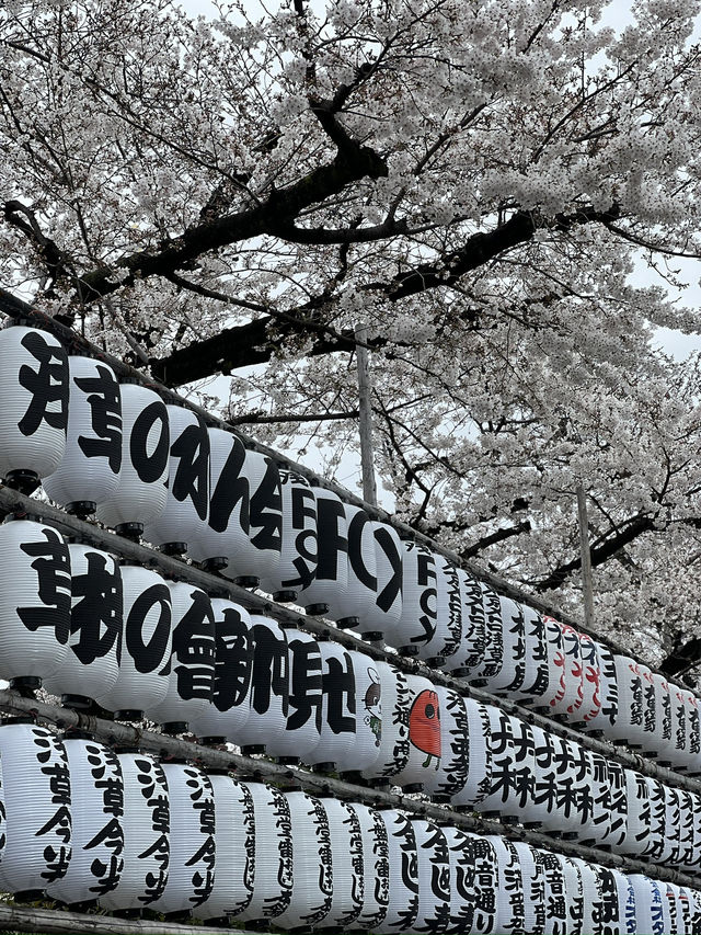 Sensō-ji Temple in Full Bloom: A Perfect Sakura Escape