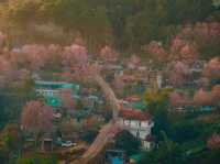 บ้านร่องกล้า…หมู่บ้านสีชมพูท่ามกลางม่านหมอก