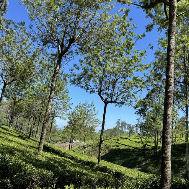 斯里蘭卡🇱🇰 - Lipton發源地