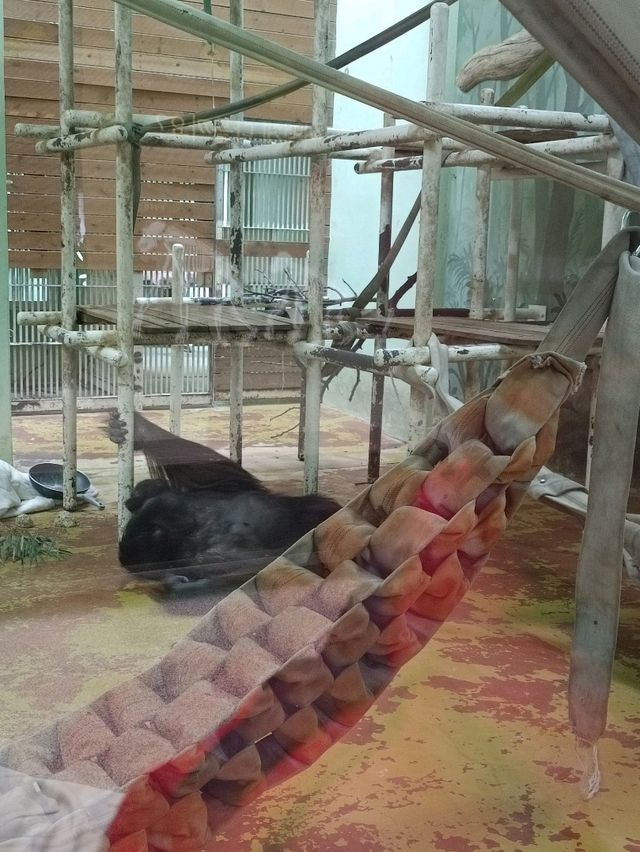 首爾親子遊 - 首爾動物園