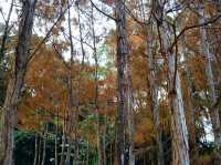 Xianhu Botanical Park — Fairytale Views at the Fairy Lake