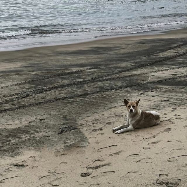 黑沙海灘｜夜光藻點綴的私密沙吻