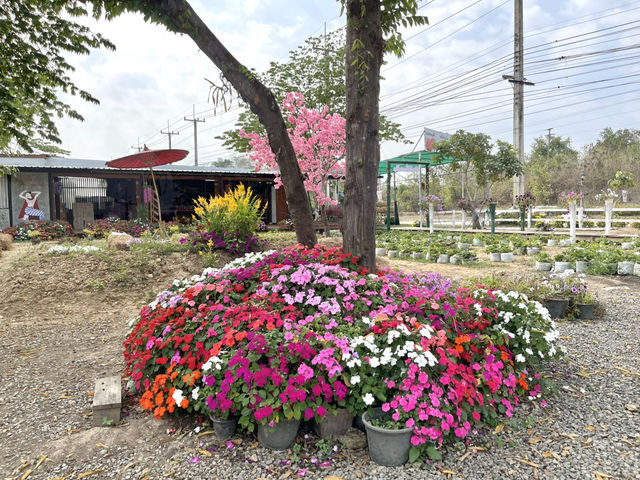 ไร่สตอเบอรี่ภูผาเด่นชัย จ.แพร่