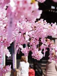 【東京で見られる河津桜】「桜神宮」周辺観光スポットとグルメ