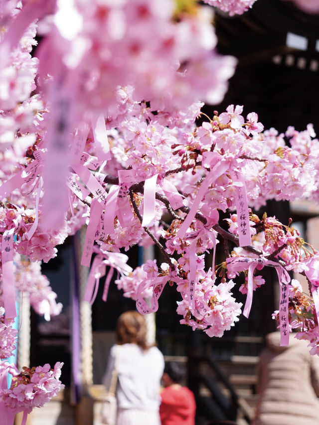 【東京で見られる河津桜】「桜神宮」周辺観光スポットとグルメ