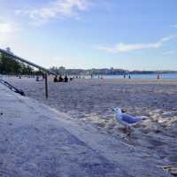 悉尼最受歡迎的海灘之一 - 曼利海灘 Manly Beach