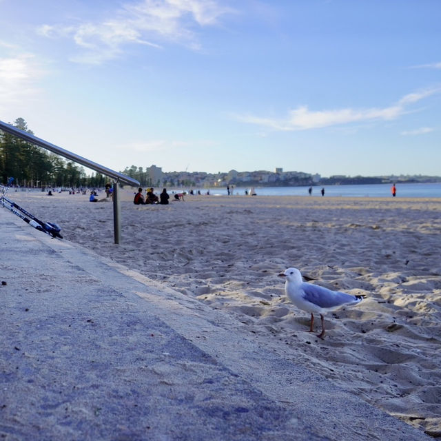 悉尼最受歡迎的海灘之一 - 曼利海灘 Manly Beach