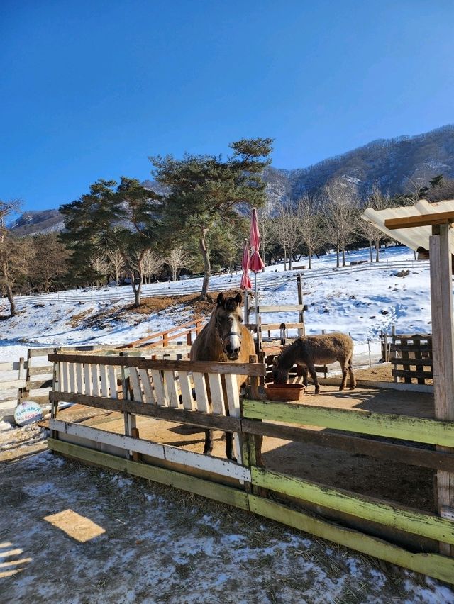 다양한 동물들을 만날 수 있는 천국 해피초원목장💙