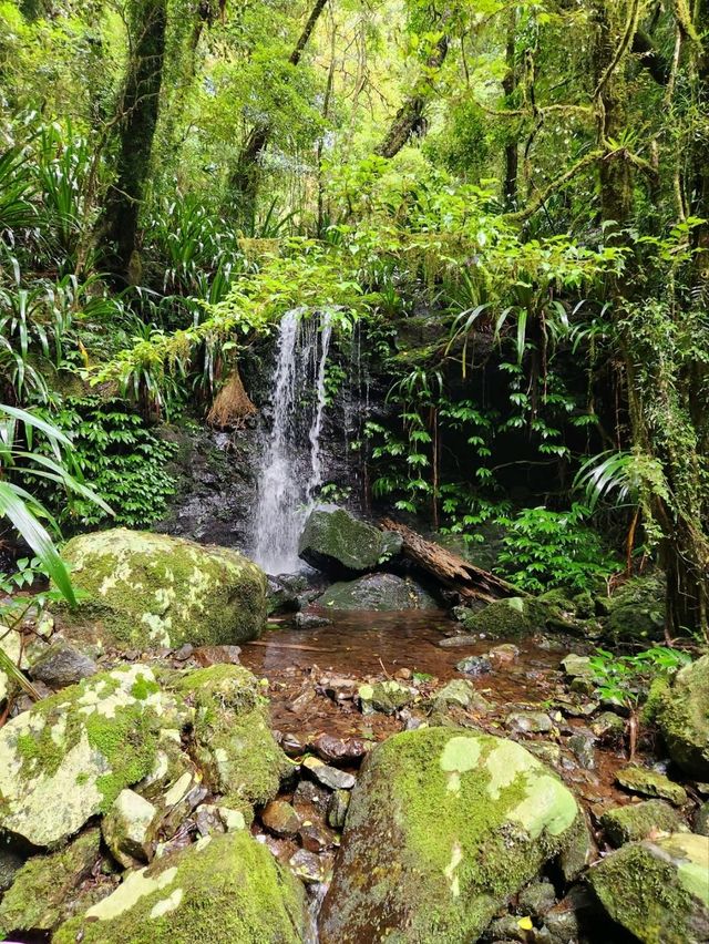 Magical Escape: Toolona Creek Circuit Hike