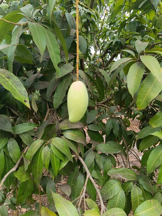 カンボジアマンゴー畑