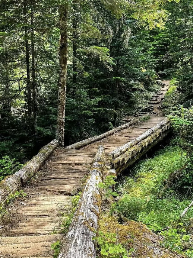Untamed Wilderness – My Solo Journey Through Olympic National Park
