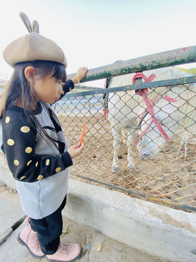 深圳野生動物園 深圳地鐵直達～零距離餵長頸鹿斑馬！ 