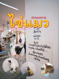 ไปจับไข่ เอ๊ยไปงานอัณฑะเหมียวครองเมือง2025