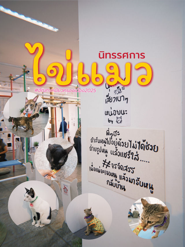 ไปจับไข่ เอ๊ยไปงานอัณฑะเหมียวครองเมือง2025