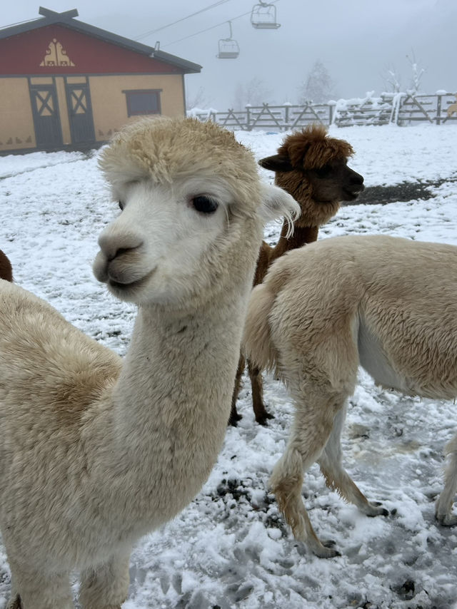 Hugging alpacas in the mountains 🦙 