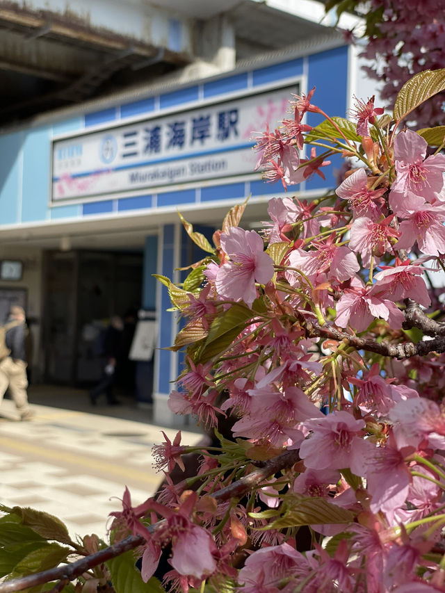 【神奈川×三浦海岸】桜、菜の花、電車のshot！お得きっぷを使って・・一足早く春旅へ・・